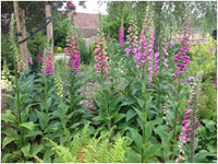 Foxgloves